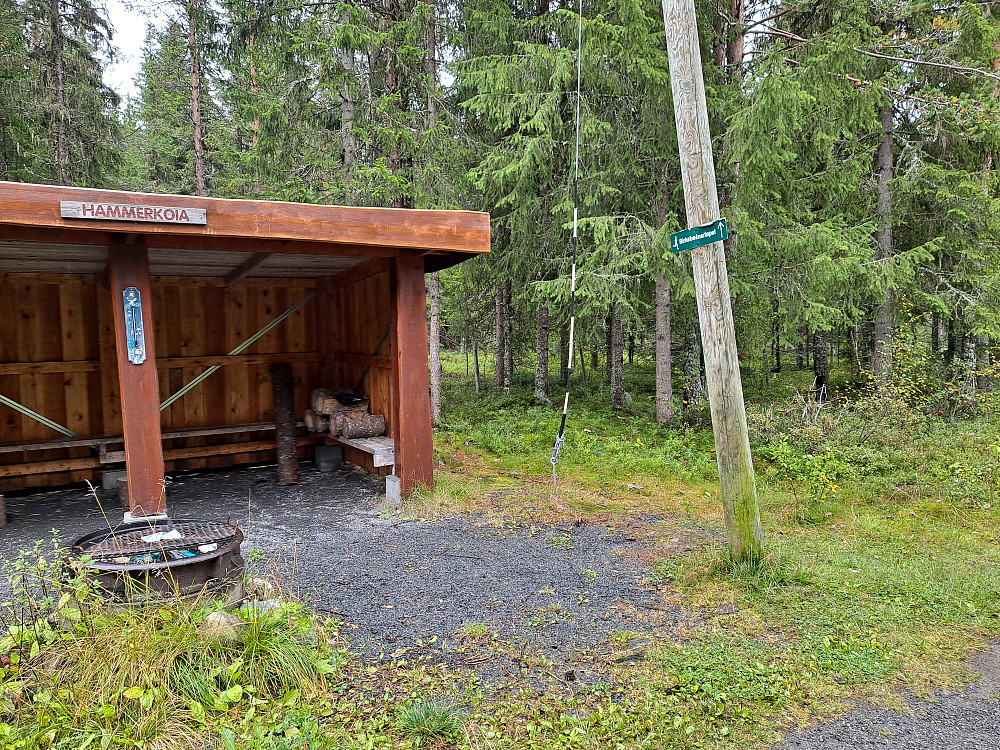 Ved Hammerkoia