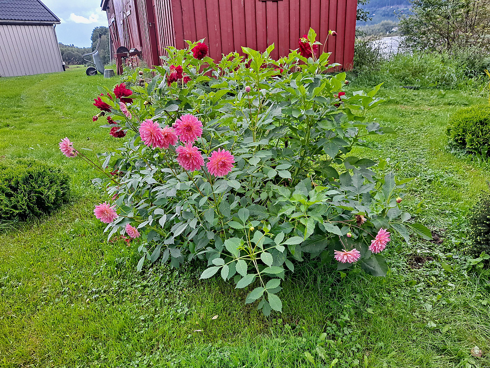 Georginer i blomst på Sandheim