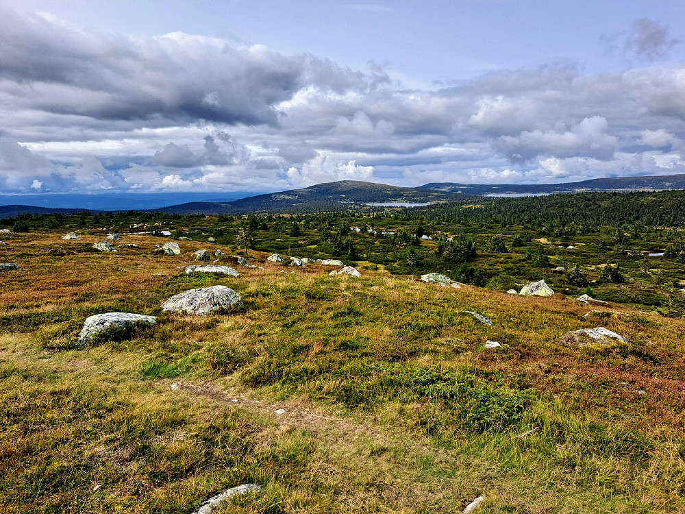 På Høgfjellet, skimter kyrne som har flyttet på seg