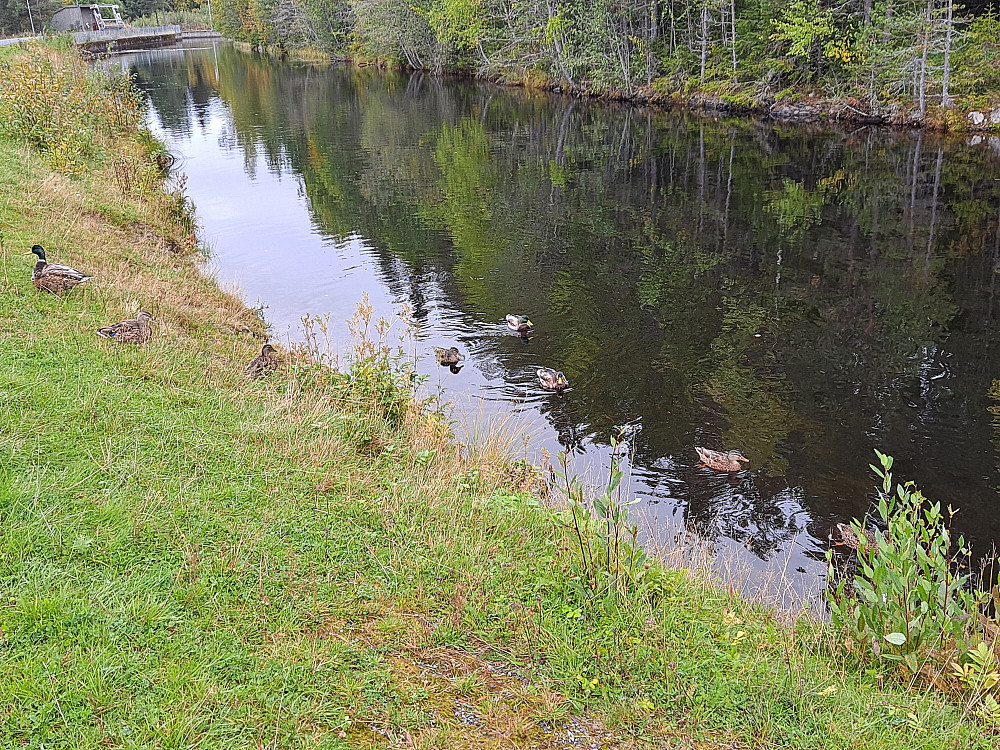 Stokkender ved Kanalen