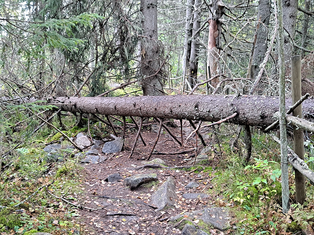 Hinder i råket