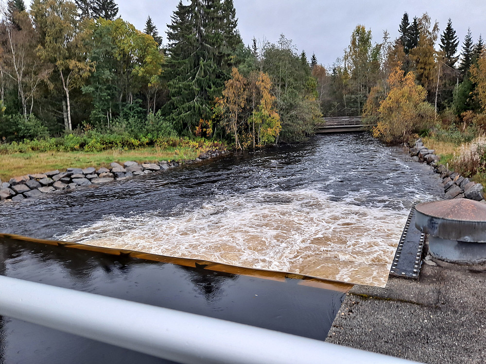 Mesnaelva
