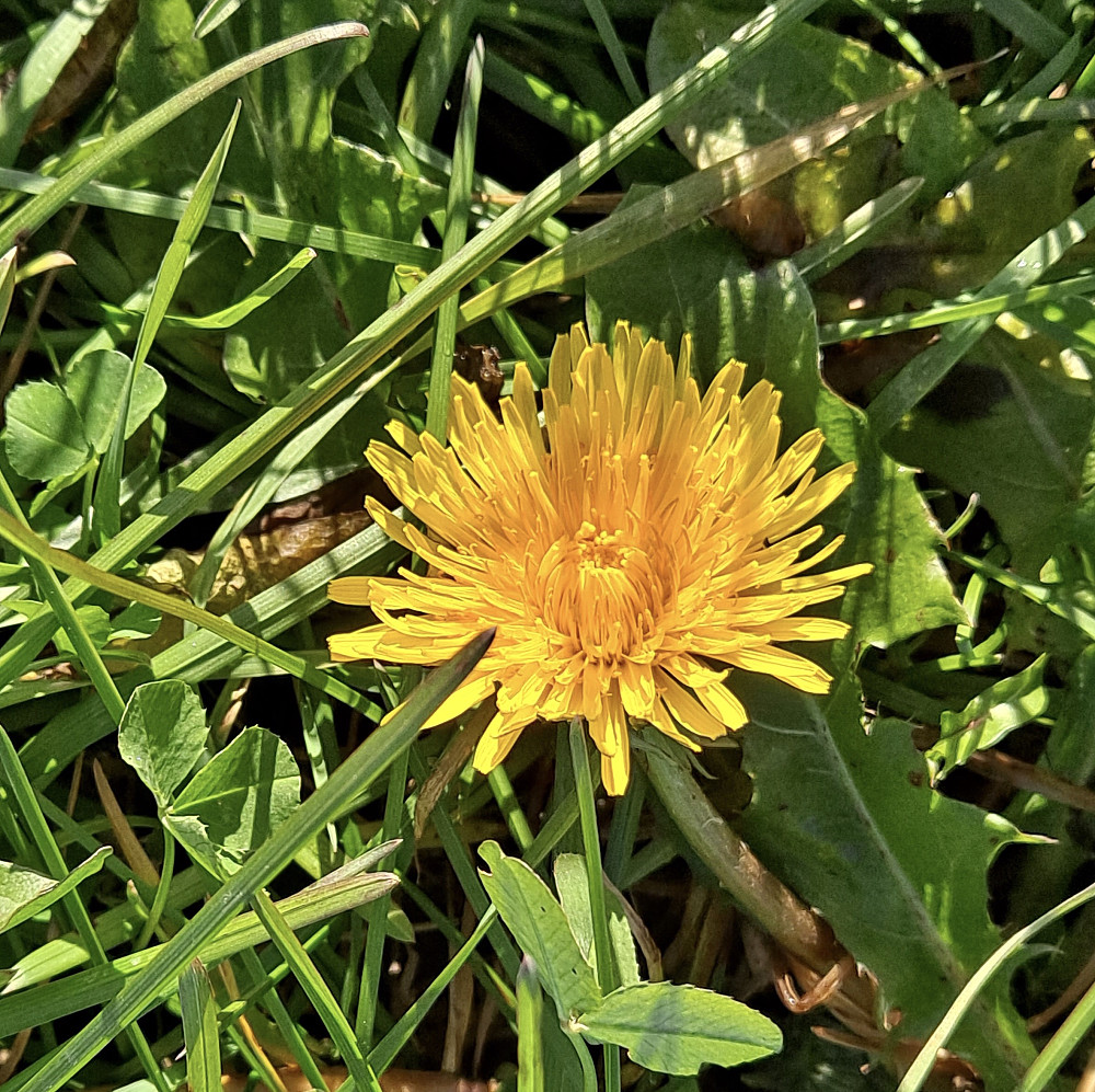 Løvetann blomstrer på Randgårdsjordet