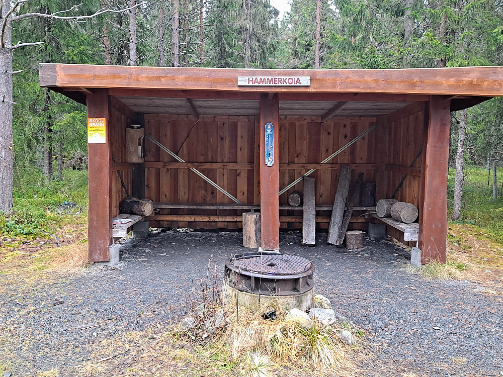 Hammerkoia