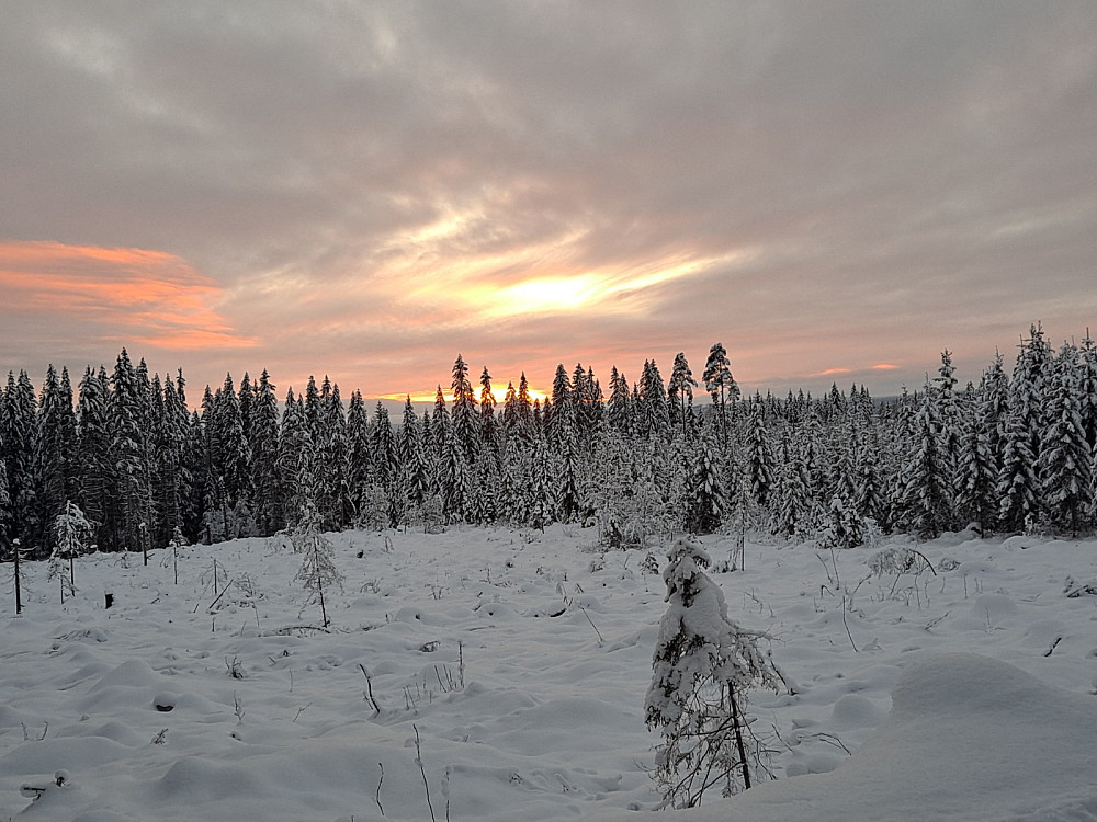 Solnedgang