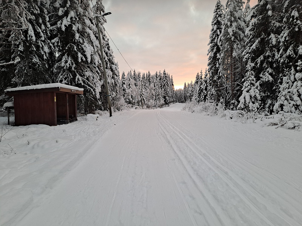 Ved Hammerkoia