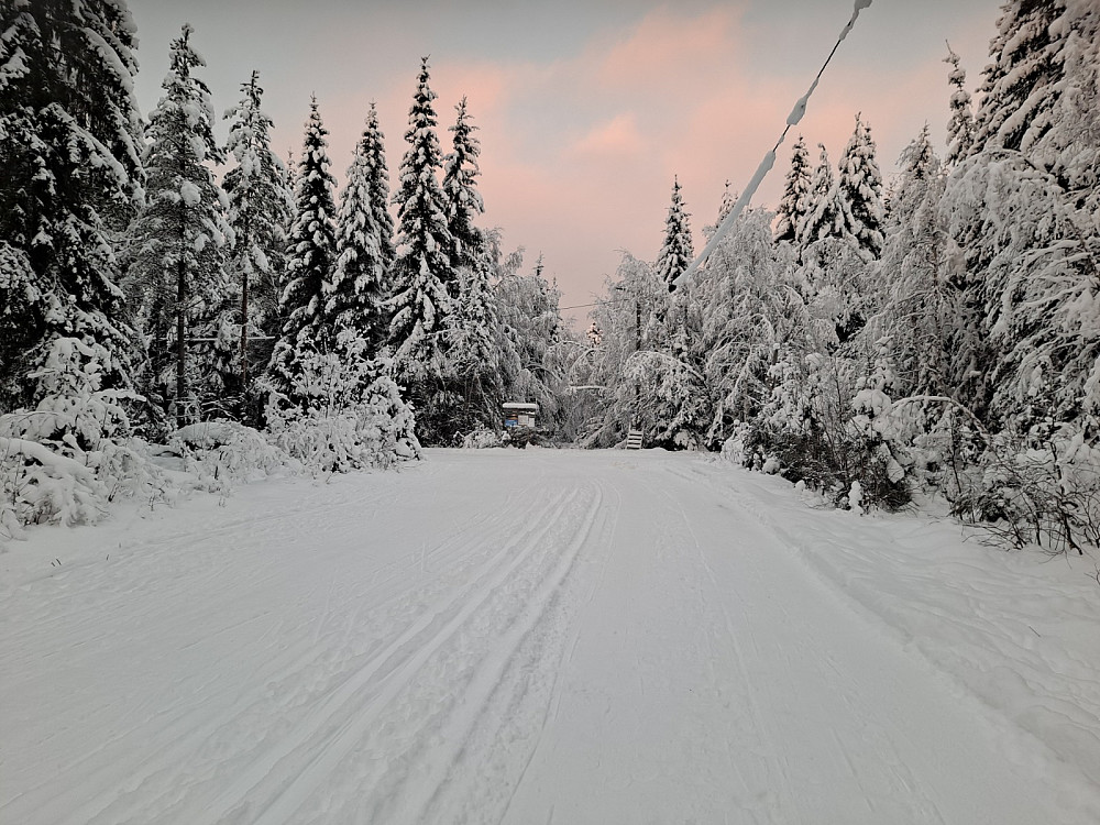 Ved Hammerkoia