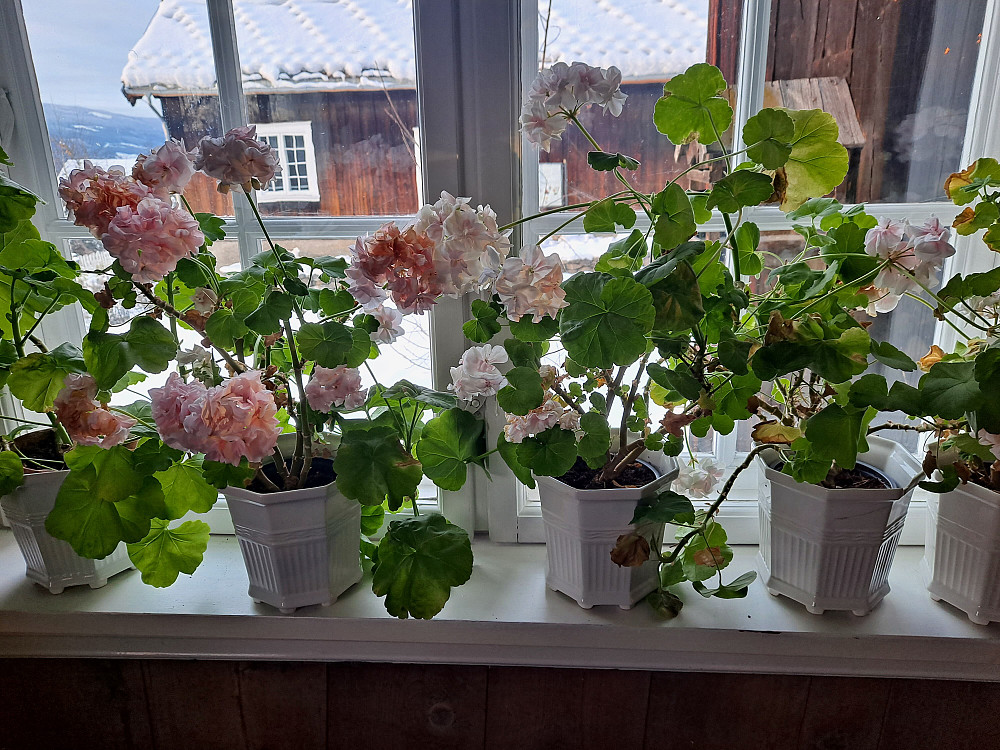 På Bjerkebæk