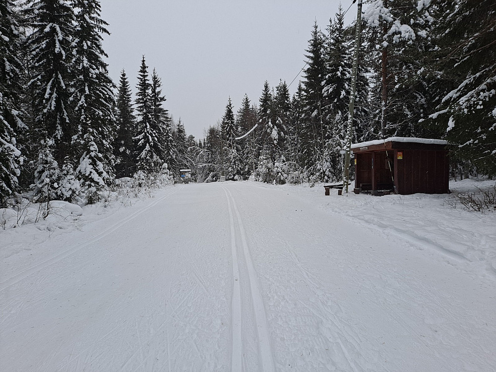 Ved Hammerkoia