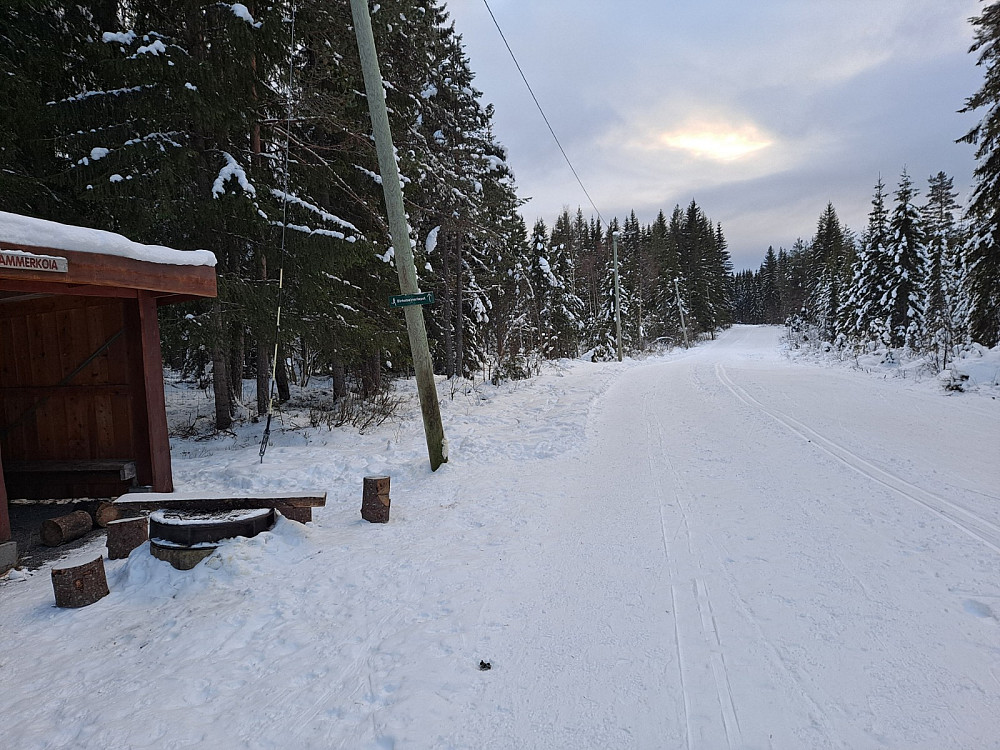 Ved Hammerkoia