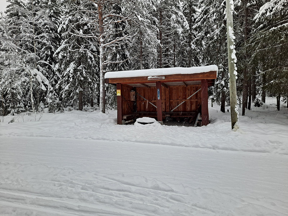 Ved Hammerkoia