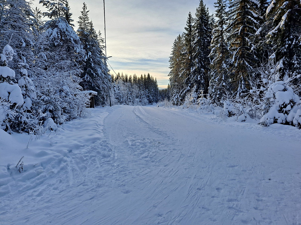 Ved Hammerkoia