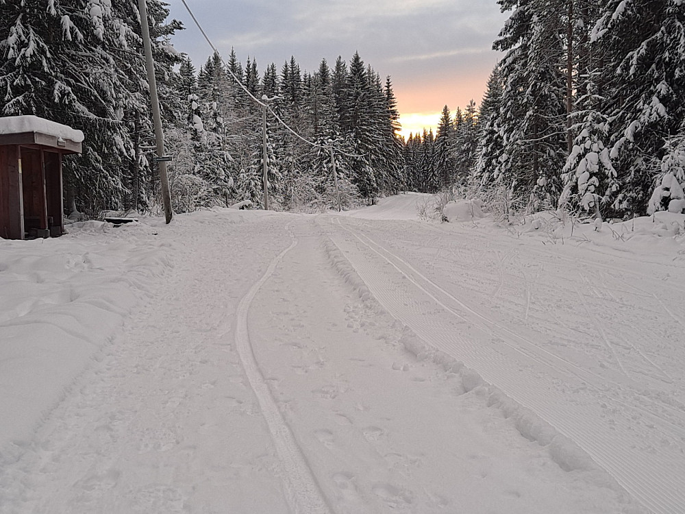 Ved Hammerkoia