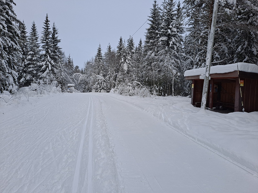 Ved Hammerkoia