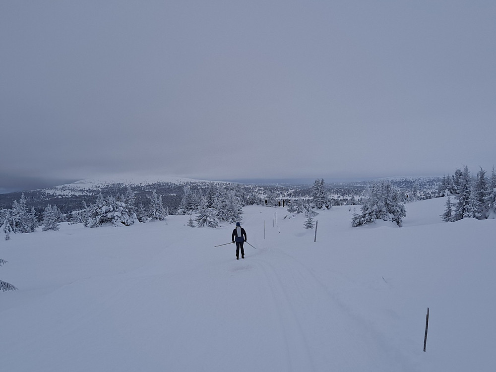 Ned mot sti- og løypekrysset Nordseterfjellet