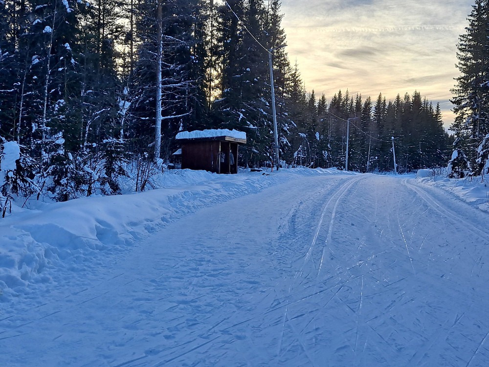 Ved Hammerkoia