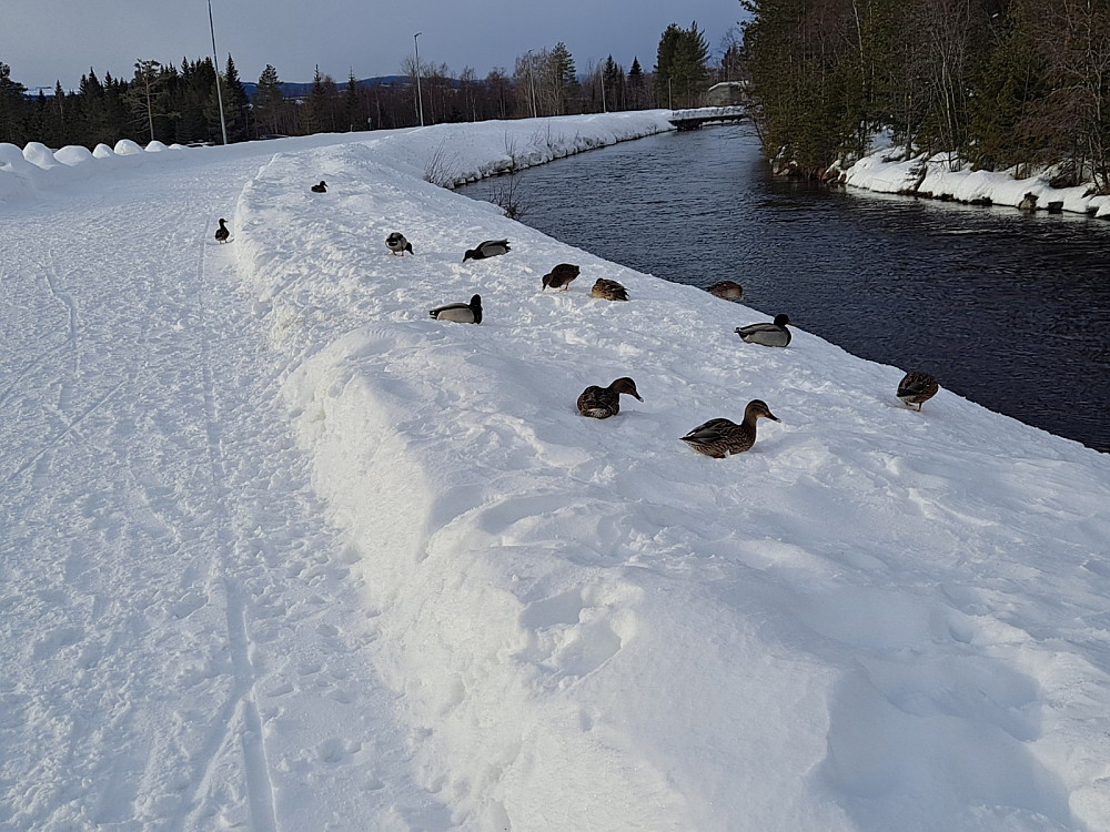 Tilbake ved Kanalen