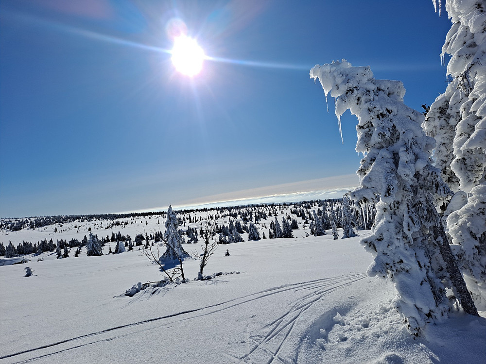 I løypa ved Løvisåsen