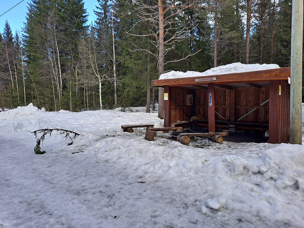 Ved Hammerkoia