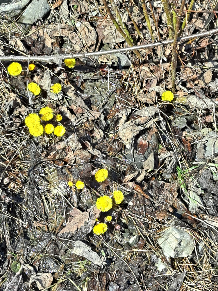 Purkeblomme (Hestehov) i vegkanten
