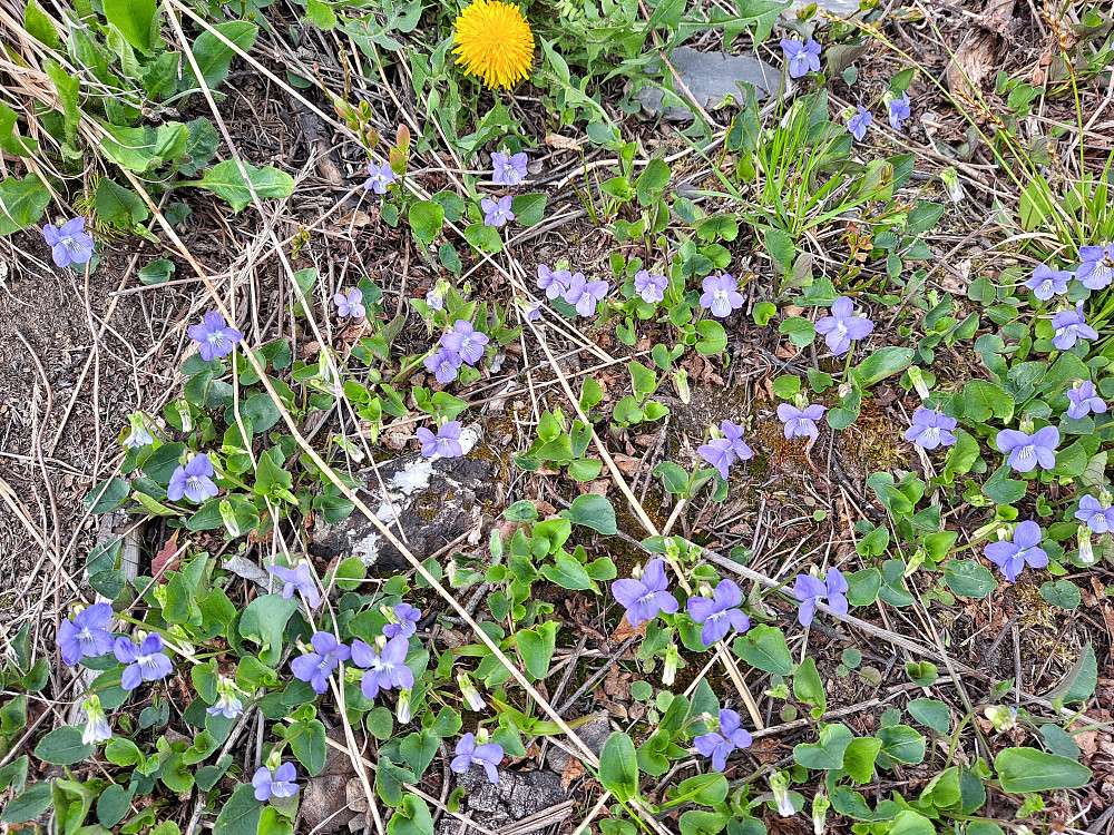 Skogfiol og en løvetann
