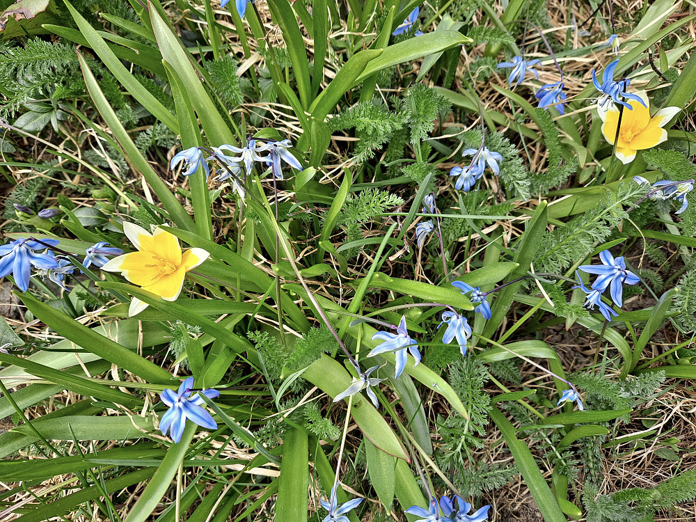 Tulipaner og scilla