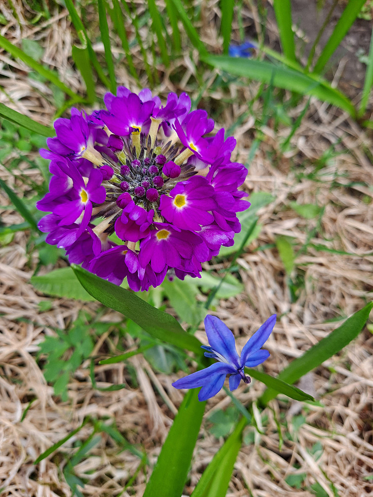 Kuleprimula
