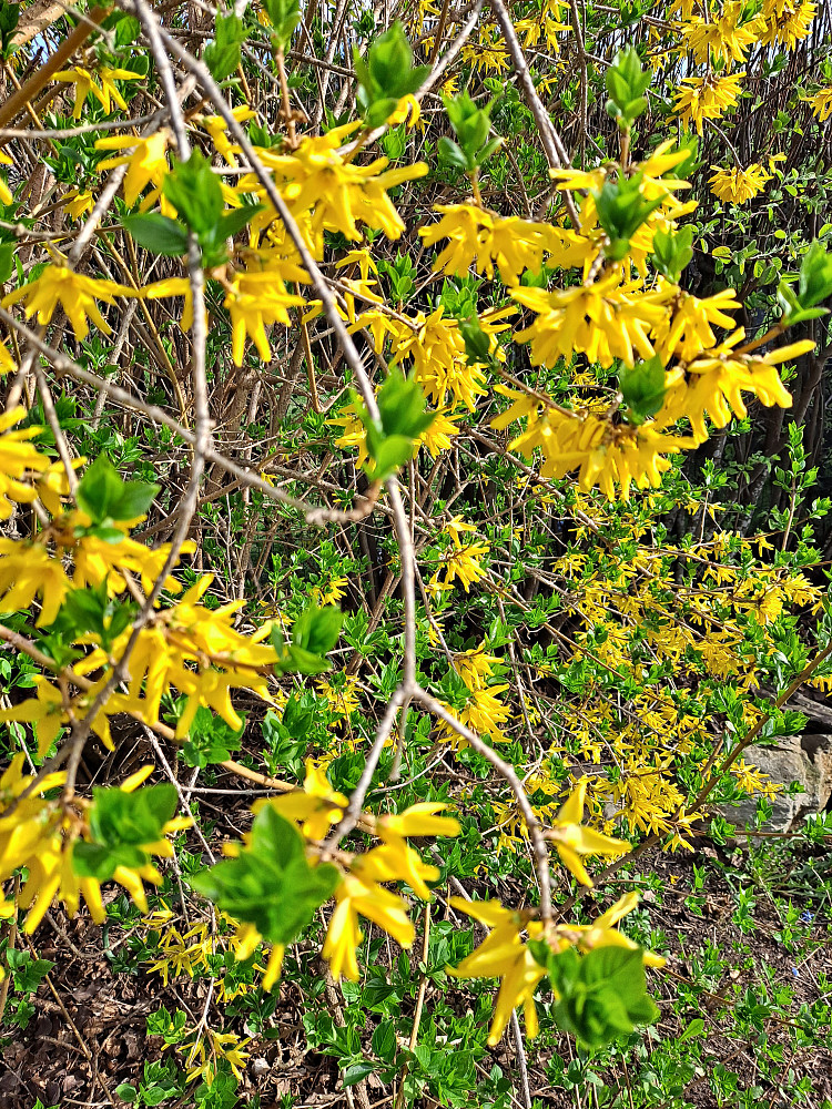 Forsythiaen blomstrer