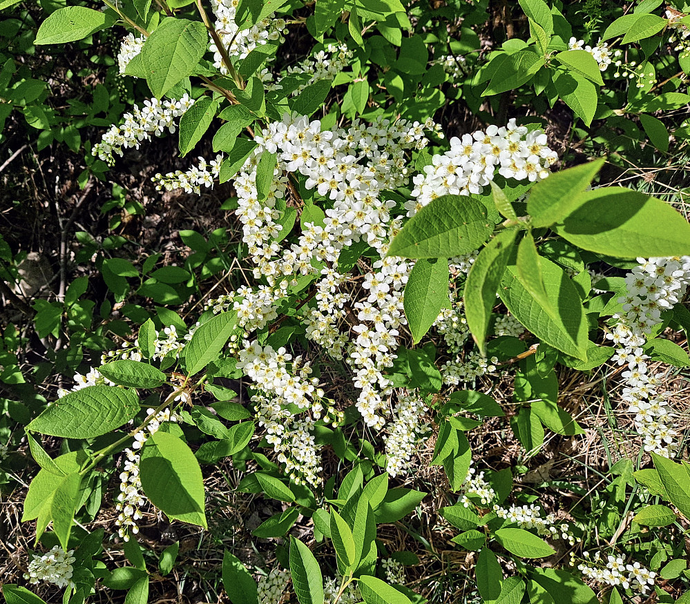 Hegg i blomstring oppover mot Nordsetervegen