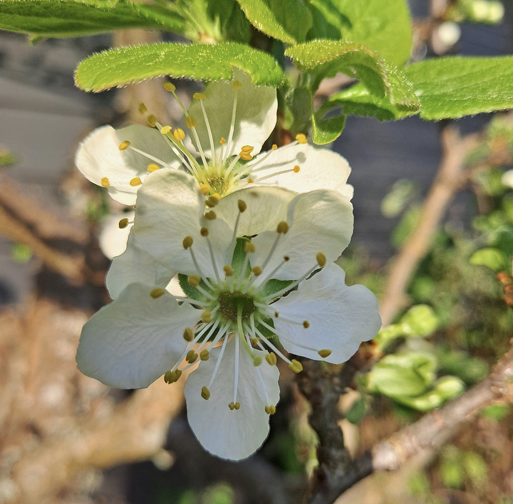 Plommetreet begynner å blomstre