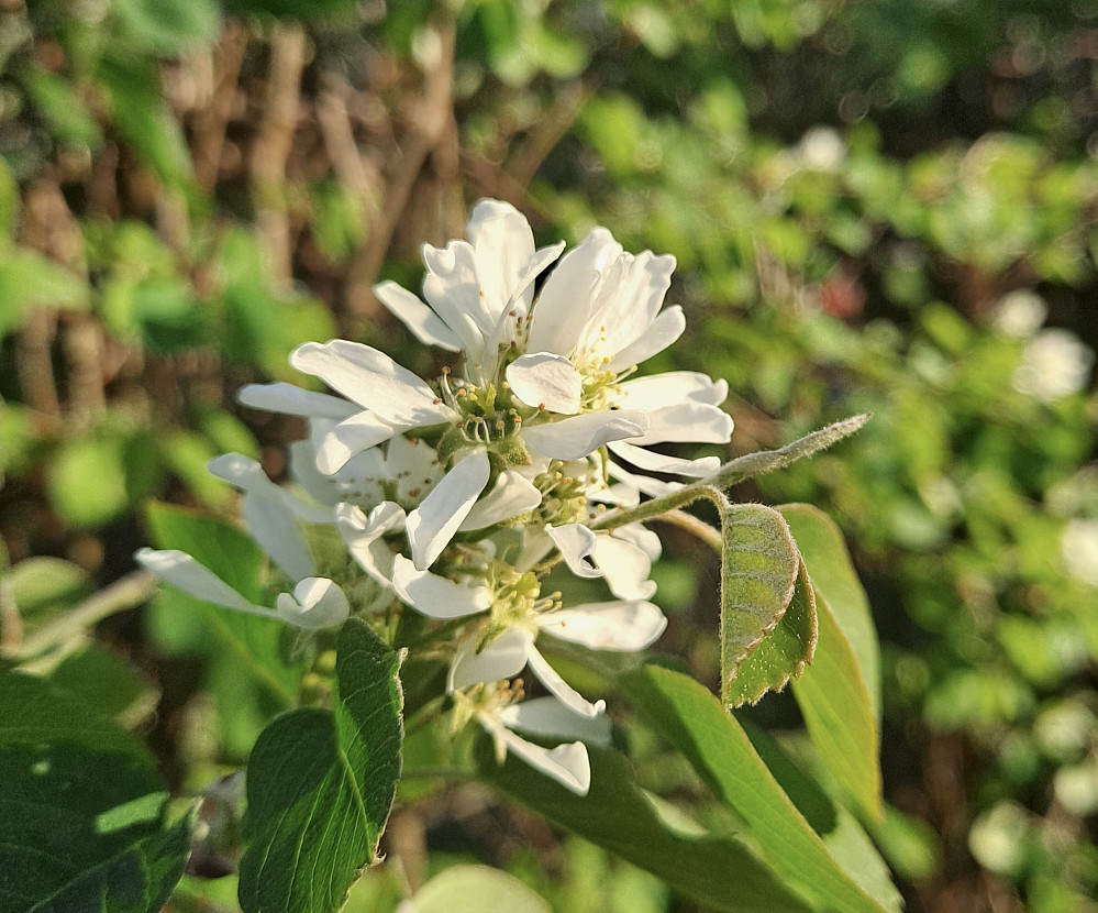 Søtmispelen blomstrer