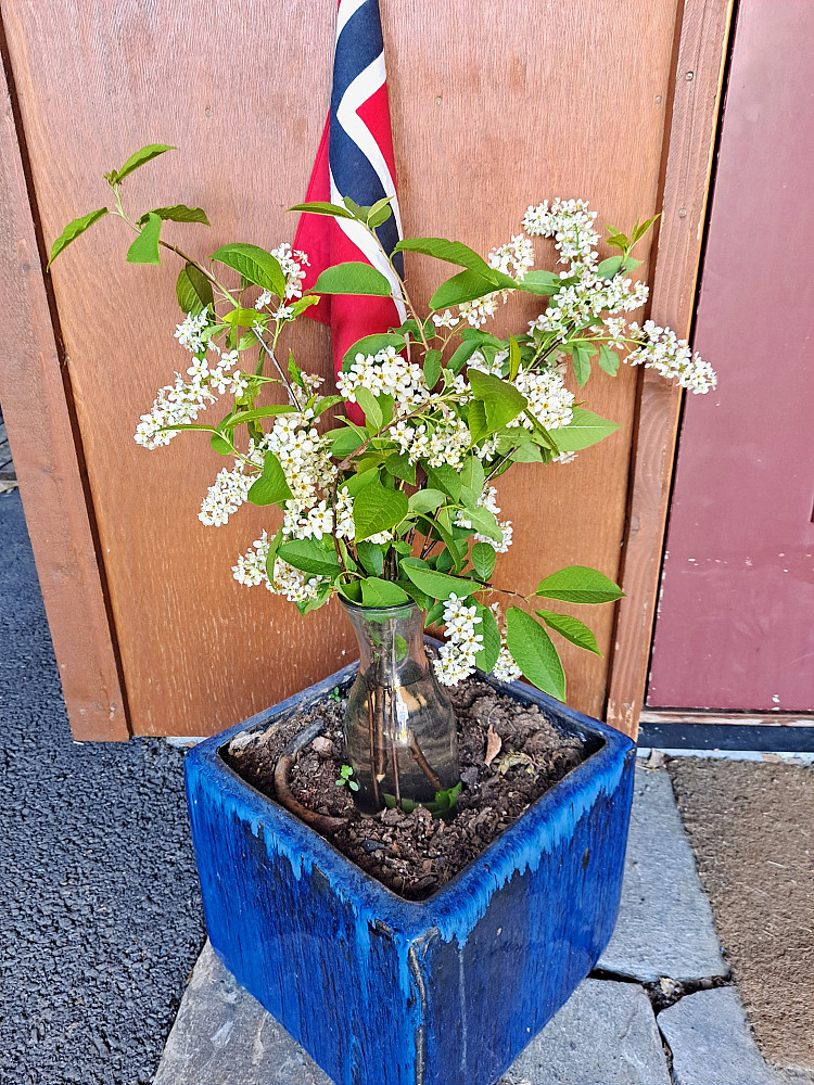 17. mai hjemme