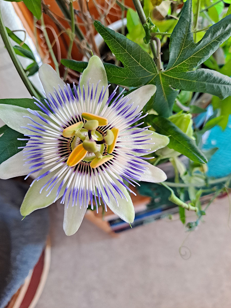 Pasjonsblomsten spratt ut før jeg dro hjemmefra