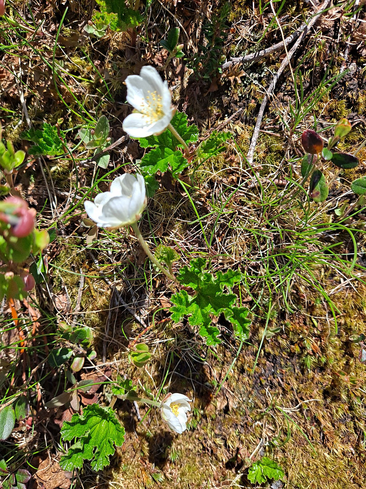 Molteblomster ved råket