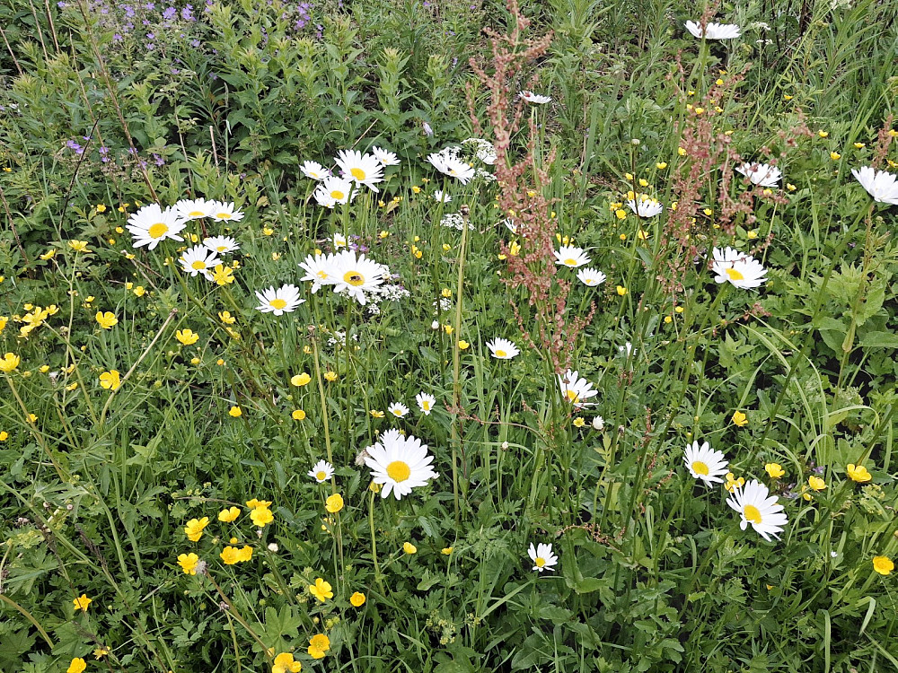 Smørblomst, syre og prestekrager|