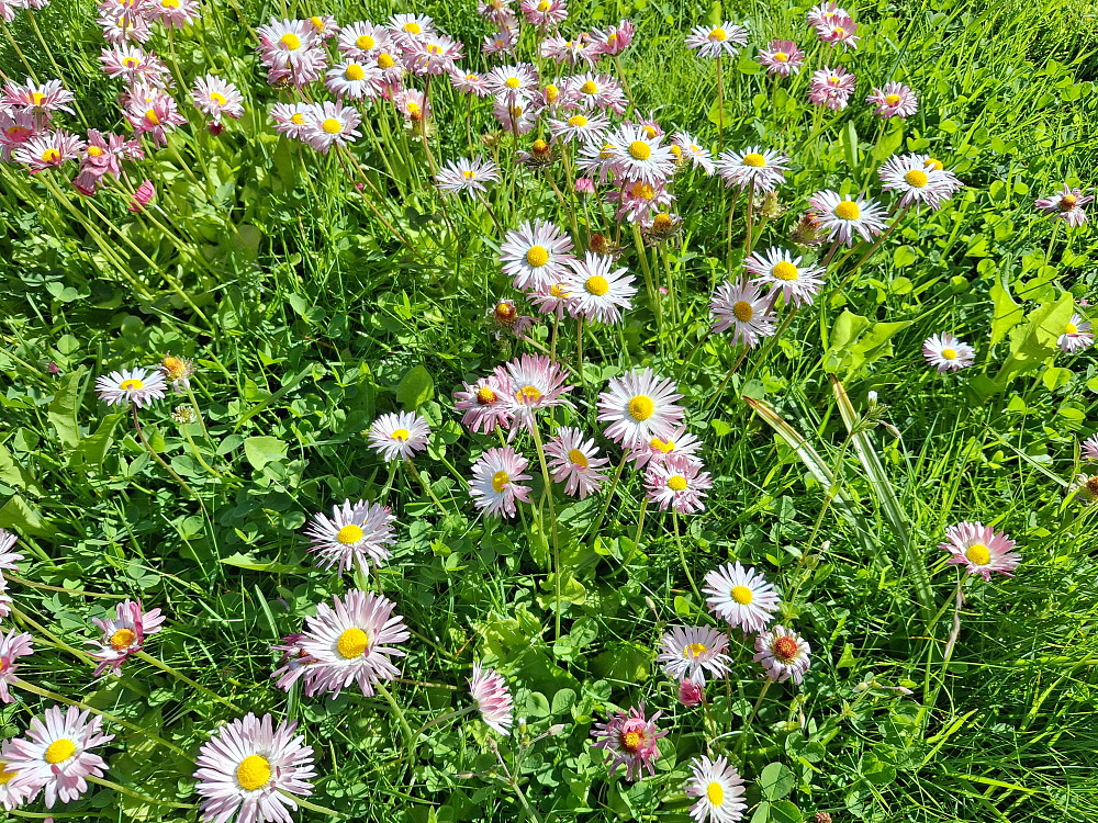 Tusenfryd i plenen