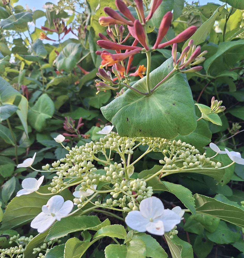 Klatrehortensia og kaprifol