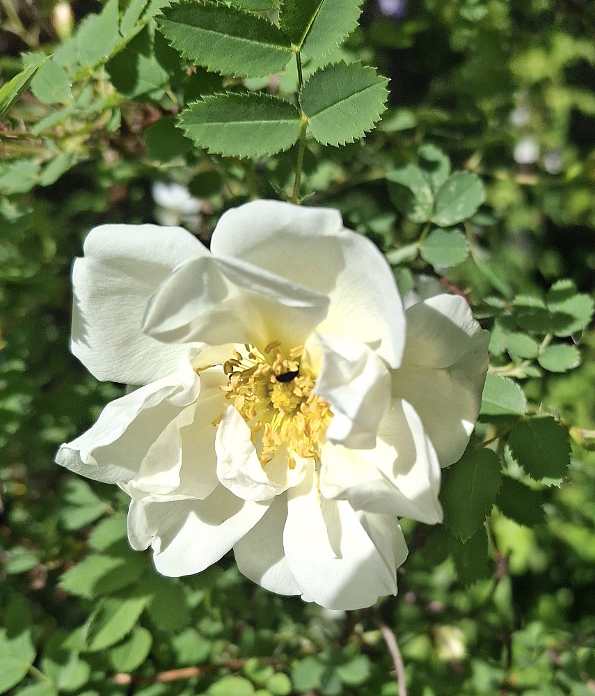 Roseblomster