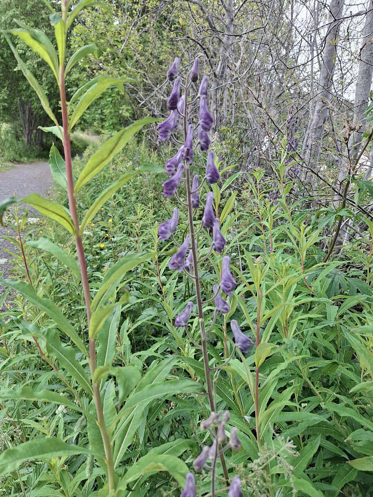 Tyrihjelm