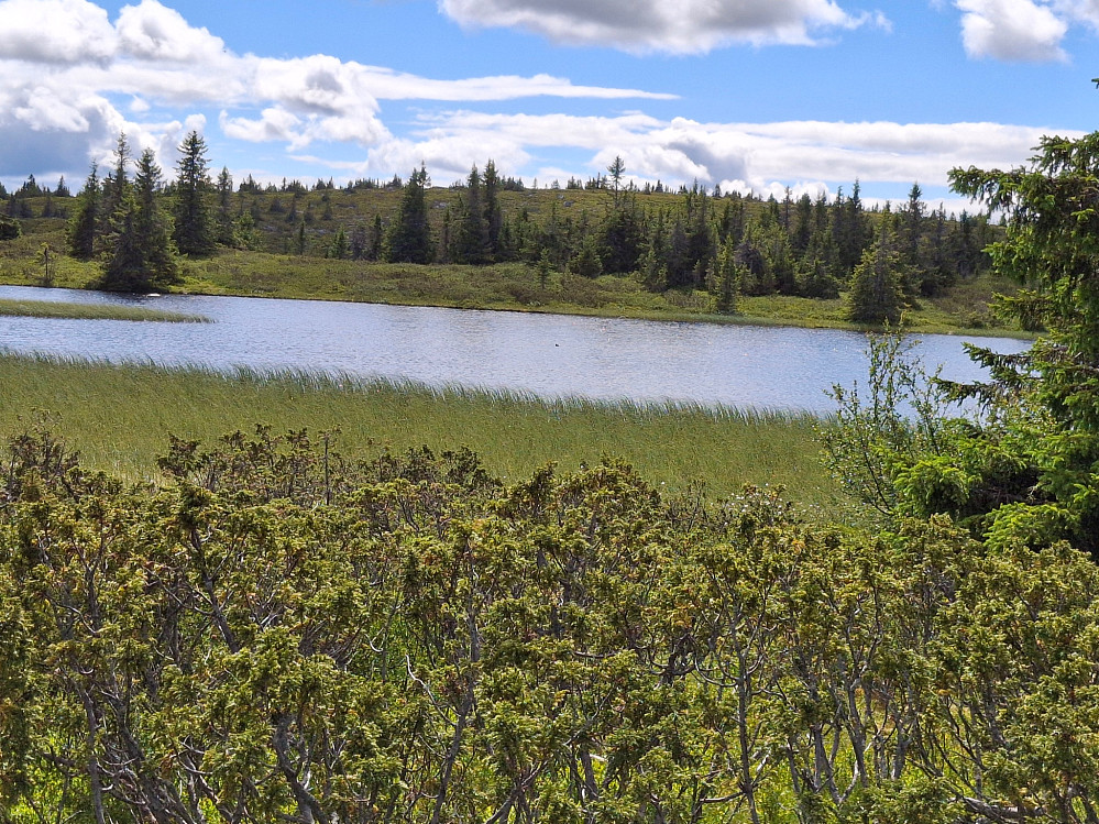 Over Lomtjernet mot Løvisåsen