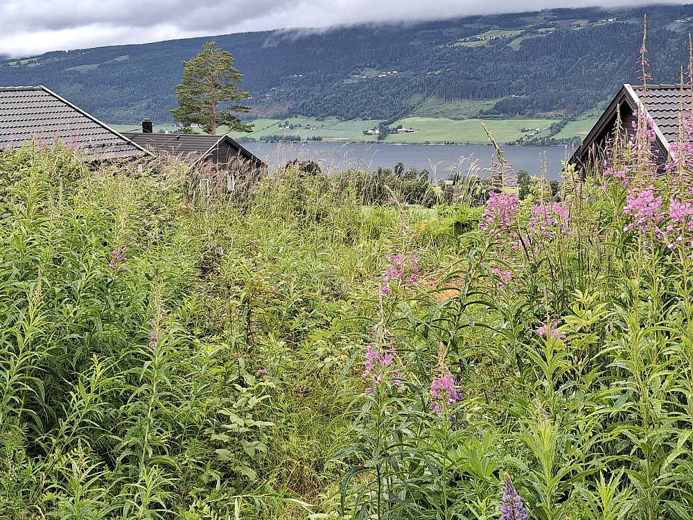 Utsikt mot Vingrom