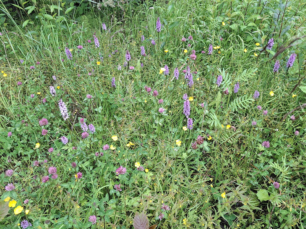 Orkideer, rødkløver og smørblomst