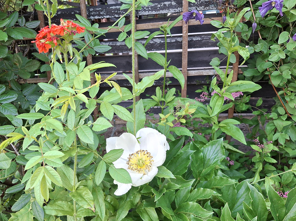 Peoner blomstrer