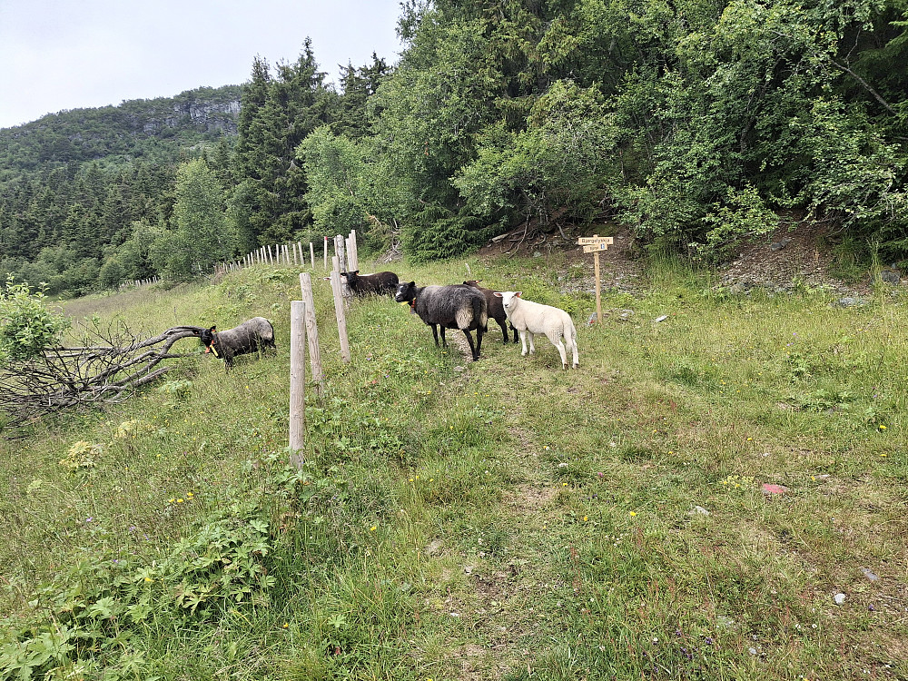 Ved Bjørgelykkja