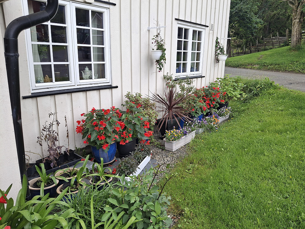 Blomstring på Nygaard