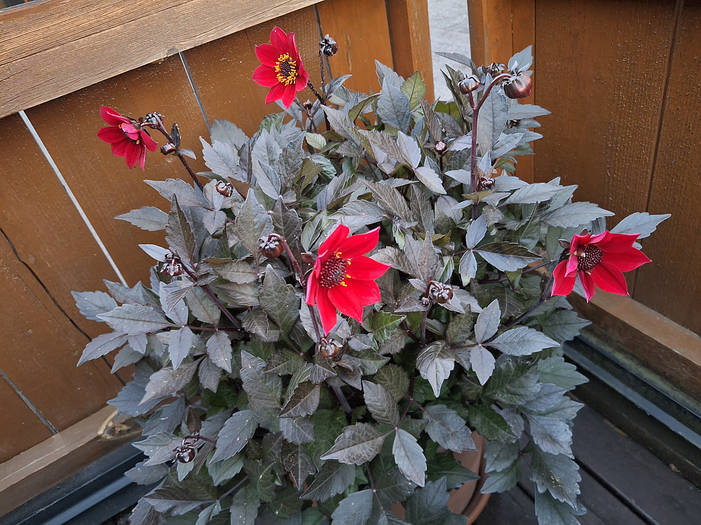 Og nå begynner georginene å blomstre