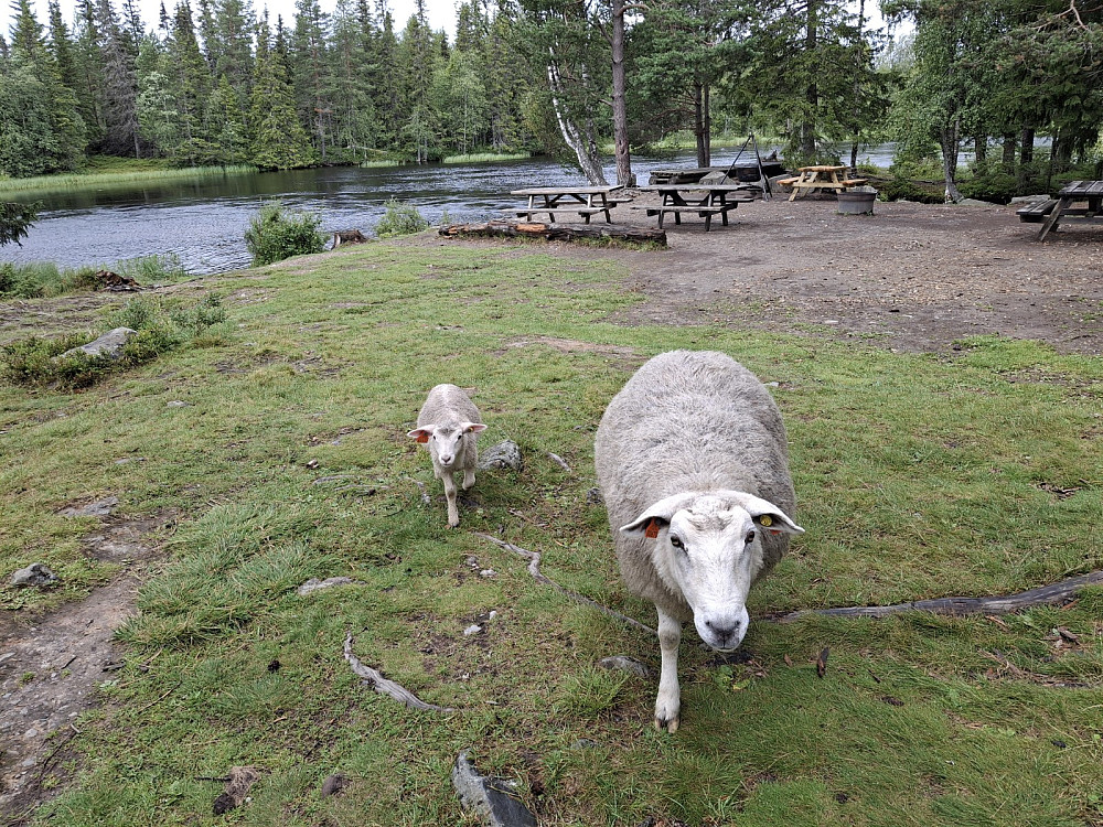 Ved Krokbua