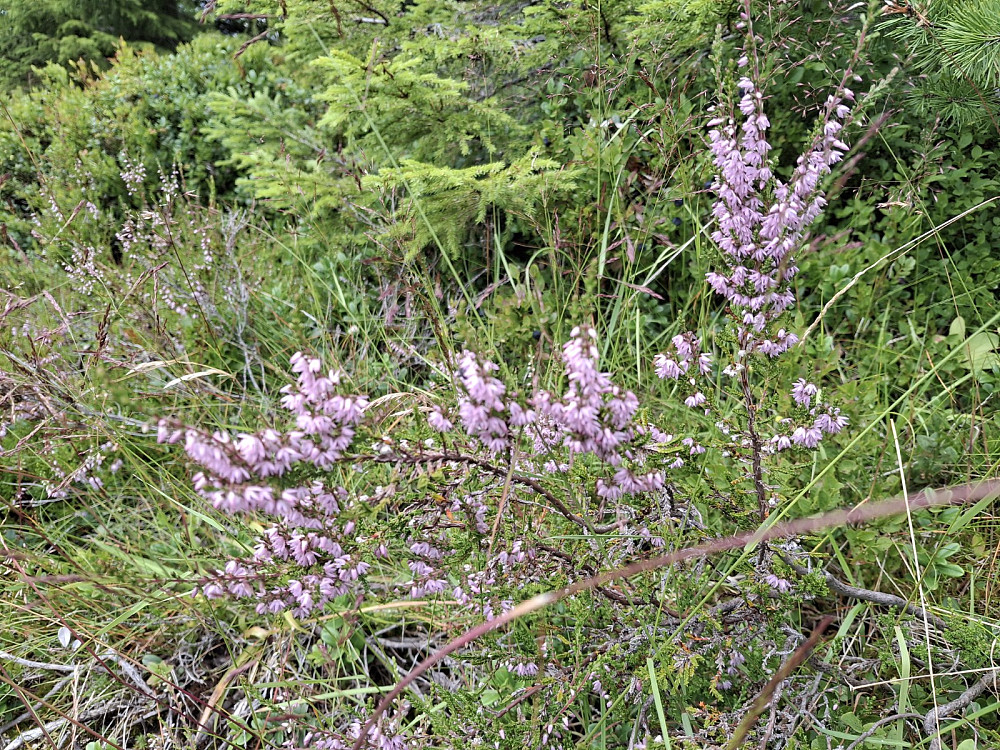 Røsslyng