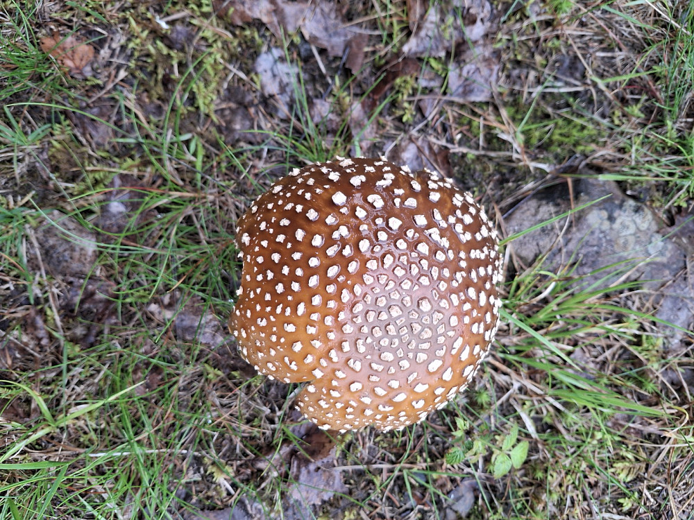 Luesopp