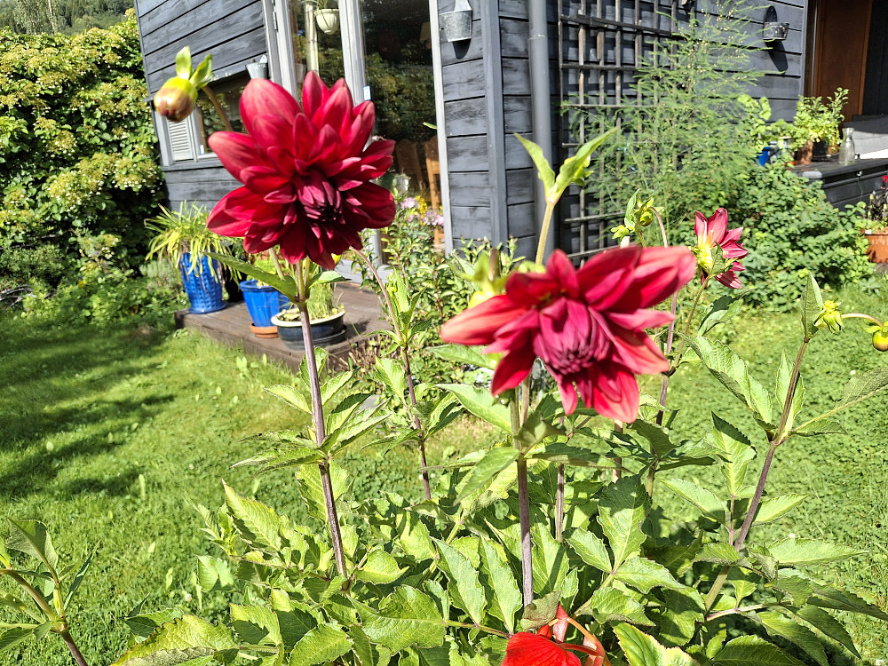 Flere georginer har begynt å blomstre